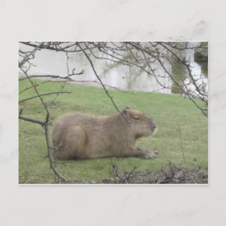 Carte Postale So süß der Riesennager