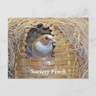 CARTE POSTALE SOCIETY FINCH POSTCARD