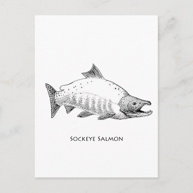 Carte Postale Sockeye Saumon Line Art (Devant)
