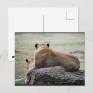 Carte Postale Sœurs de la savane