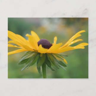 Carte postale Soft Black Eyed Susan Flower