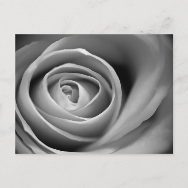 Carte Postale Soft Rose Center - Photographie noir et blanc (Devant)