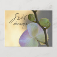 Sogni D'oro (doux rêves) Orchidée