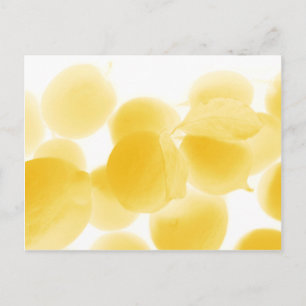 Carte Postale sogno di limone