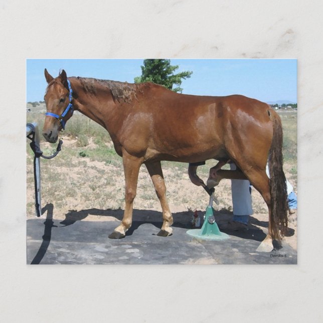 Carte Postale Soins de tous les chevaux - Occident (Devant)