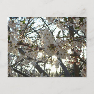 Carte Postale Soirée Fleurs de cerisiers II Printemps coucher de