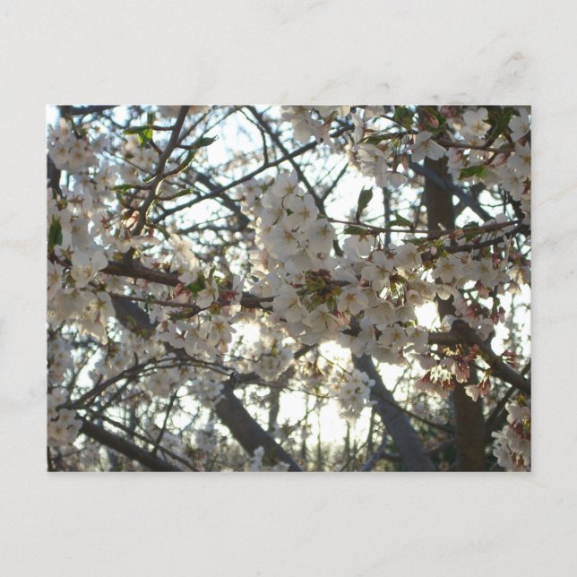 Carte Postale Soirée Fleurs de cerisiers II Printemps coucher de (Devant)