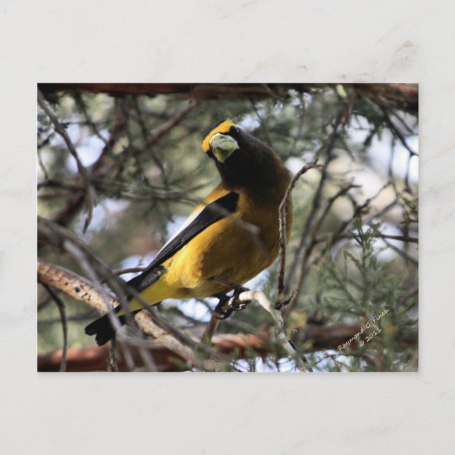 Carte Postale Soirée Grosbeak (Devant)