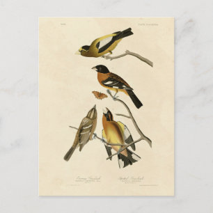 Carte Postale Soirée, Oiseaux tachetés de Grosbeak Audubon d'Amé