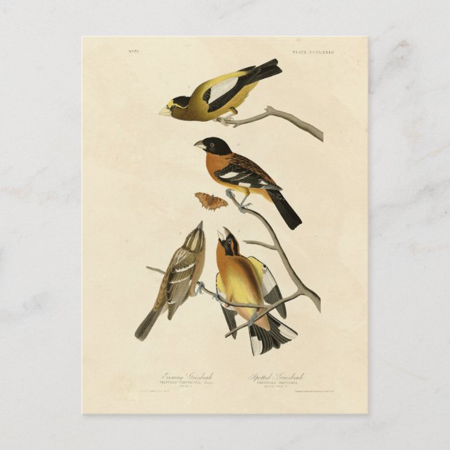 Carte Postale Soirée, Oiseaux tachetés de Grosbeak Audubon d'Amé (Devant)