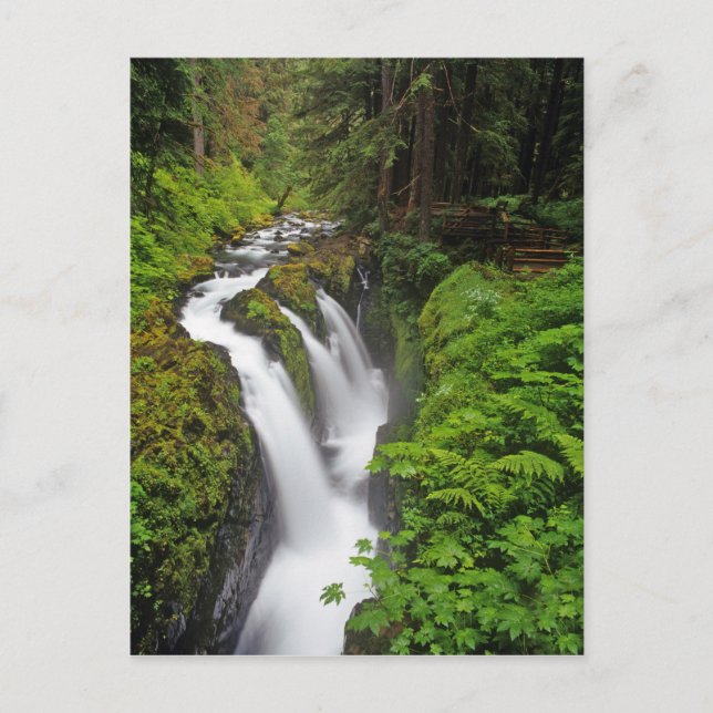 Carte Postale Sol Duc Falls dans le Parc national Olympique en (Devant)