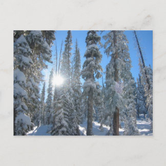 Carte Postale Soleil à travers les arbres en hiver