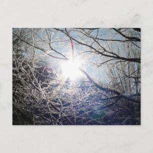 Carte Postale Soleil à travers les branches