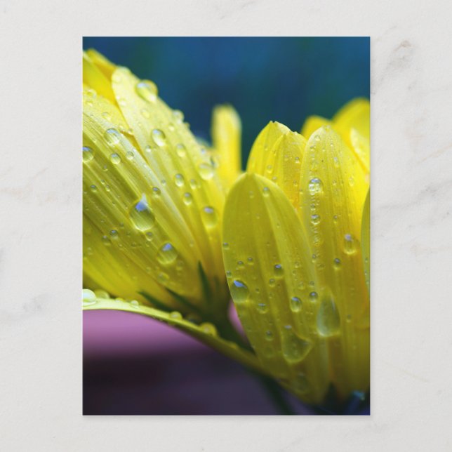 Carte Postale Soleil après la pluie Photo (Devant)