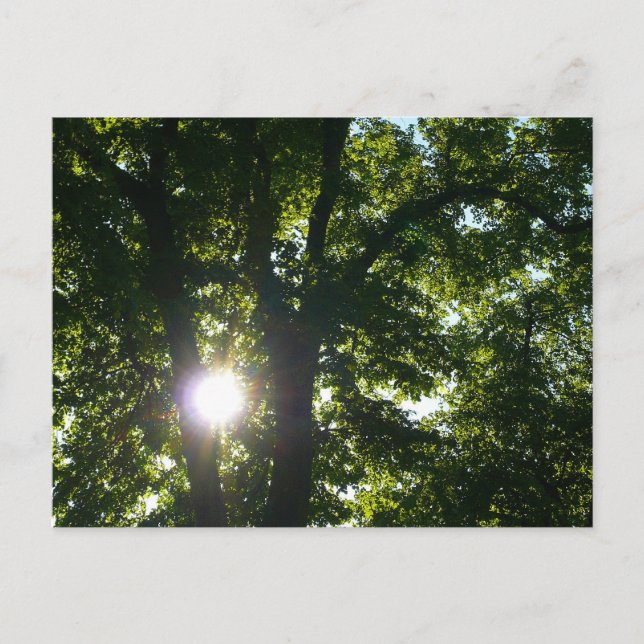 Carte Postale Soleil brillant à travers les arbres (Devant)