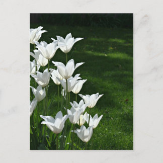 Carte Postale Soleil des tulipes blanches