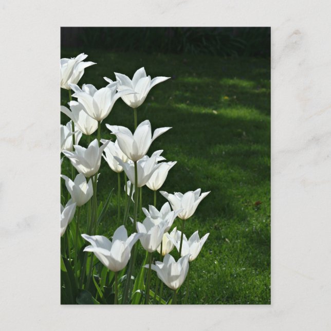 Carte Postale Soleil des tulipes blanches (Devant)