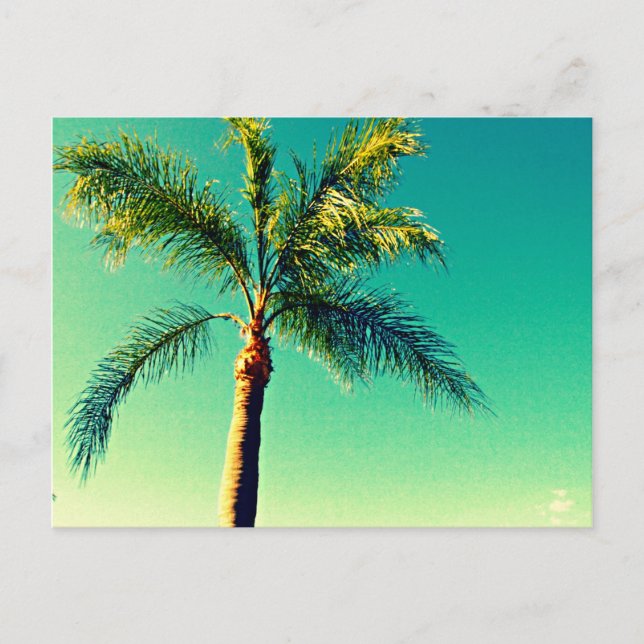 Carte Postale Soleil Floride Palm Tree Sky Picture (Devant)