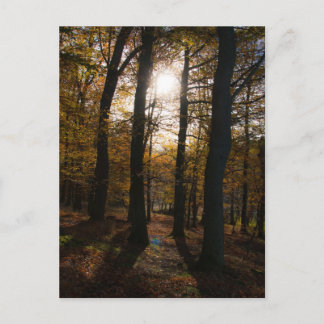 Carte Postale Soleil forestier