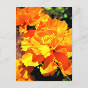 Carte Postale Soleil Orange Tagetes Fleurs de Jardin