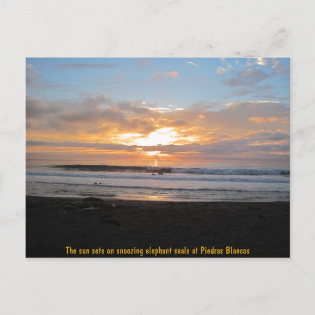 Carte Postale Soleil sur les sceaux d'éléphant de neige (Devant)