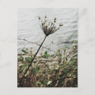 Carte Postale solitude