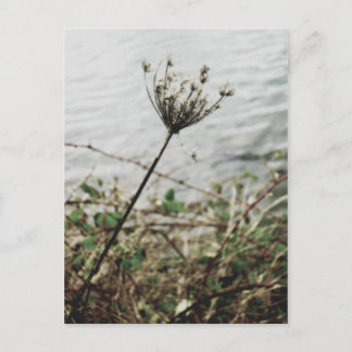 Carte Postale solitude