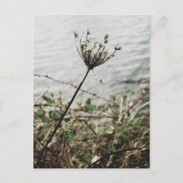 Carte Postale solitude (Devant)