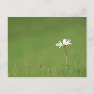 Carte Postale Solo