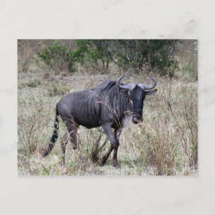 Carte Postale solo de wildebeest