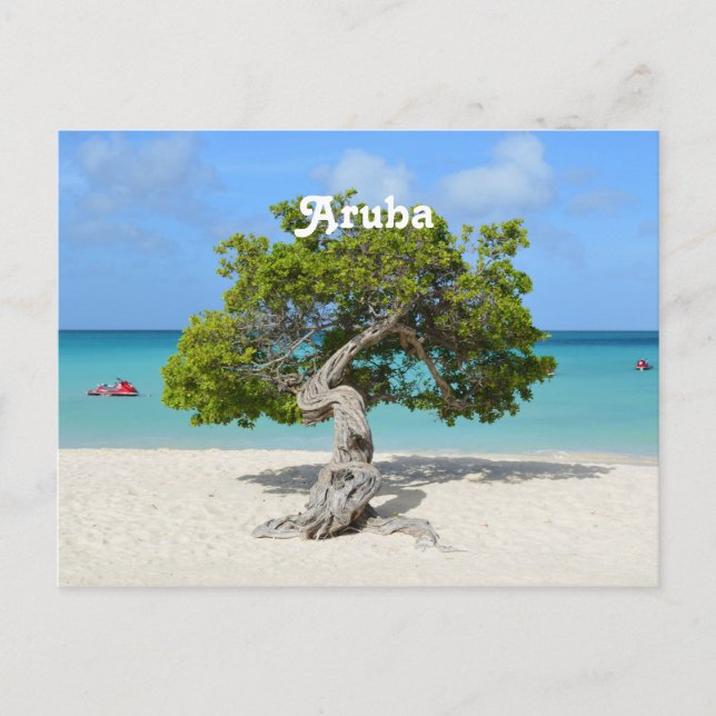 Carte Postale Solo Divi Divi Tree à Aruba (Devant)