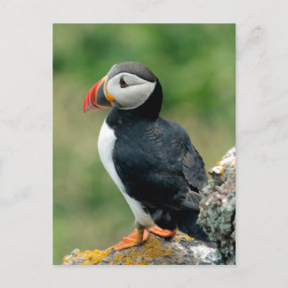 Carte Postale Solo Puffin