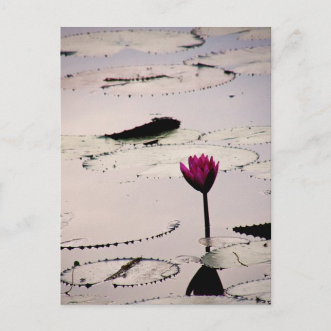 Carte Postale Solo-tus | Cambodge (Devant)