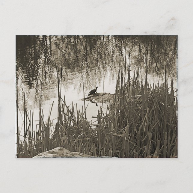 Carte Postale Solstice d'hiver (Devant)