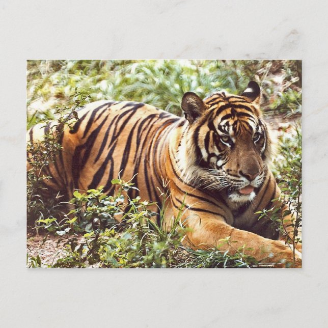 Carte postale Somatran Tiger au repos (Devant)