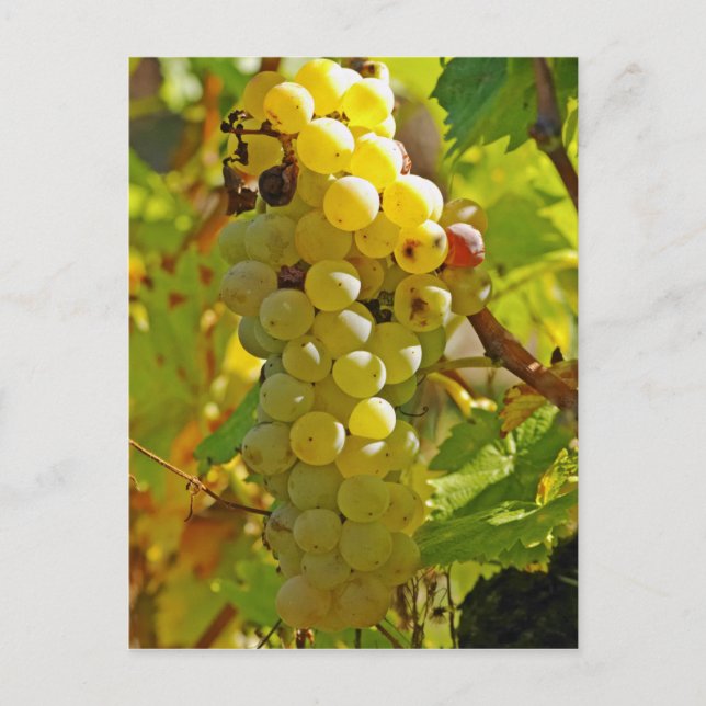 Carte Postale Some Chasselas in the vineyard - planted long (Devant)