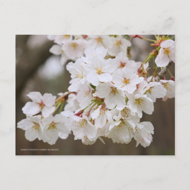 Carte Postale Somei-yoshino: Cherry Blossoms [Postcard] (Devant)