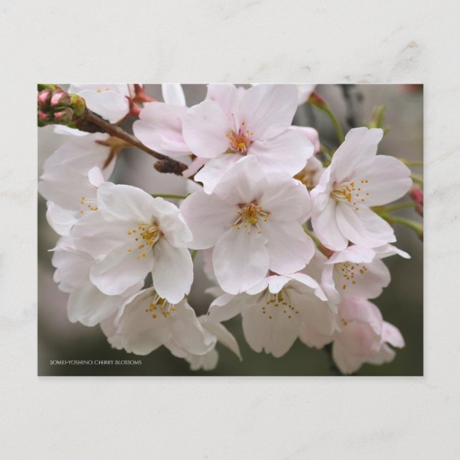 Carte Postale Somei-yoshino : Fleurs de cerises [Carte postale] (Devant)