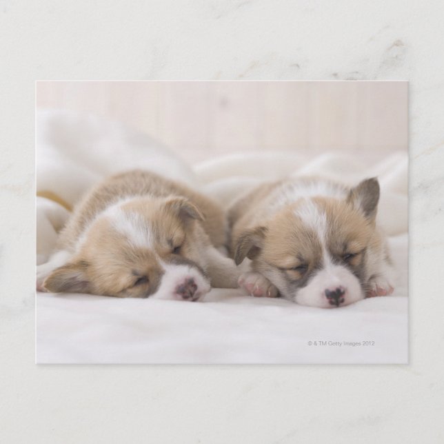 Carte Postale Sommeil de deux corgis de Gallois (Devant)