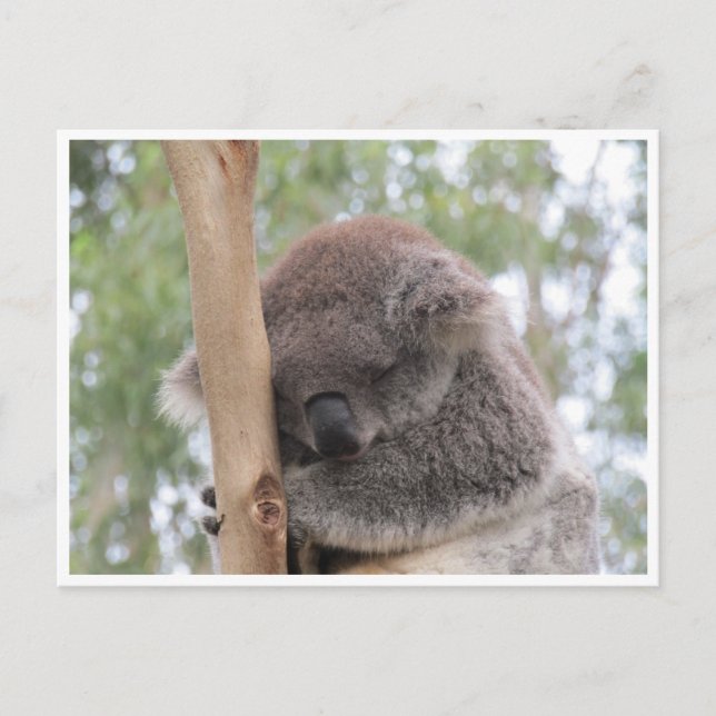 Carte Postale sommeil de koala (Devant)