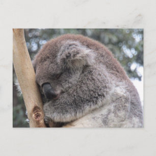 Carte Postale sommeil de koala