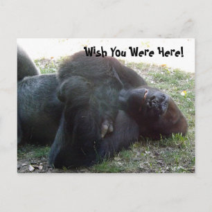 Carte Postale Sommeil Gorilla Lowland Souhaite Que Vous Étiez Ic