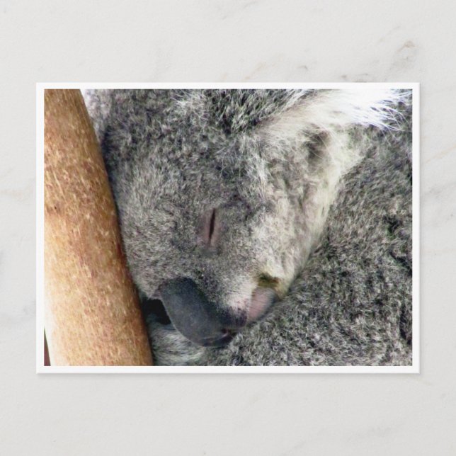 Carte Postale sommeil koala (Devant)