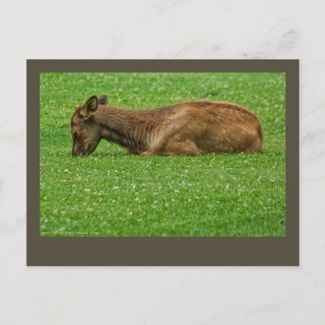 Carte Postale Sommeil petit un (Devant)