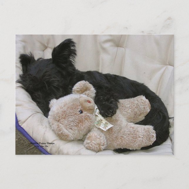 Carte Postale Sommeils de chiot de Scottie (Devant)