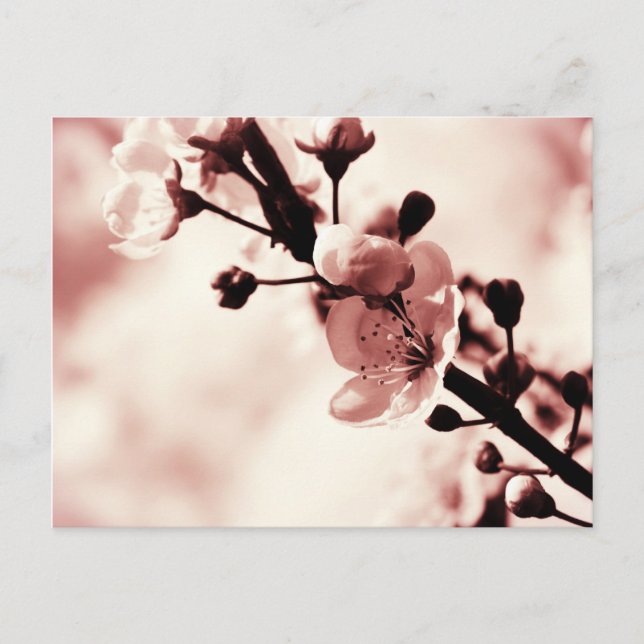 Carte Postale Sommes de cerisier, Planchers de printemps, Nature (Devant)