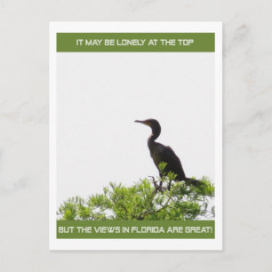 Carte Postale Son seul au Top Florida Post Card