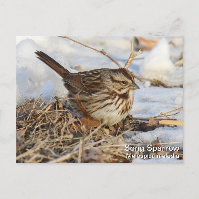 Carte Postale Song Sparrow (Devant)