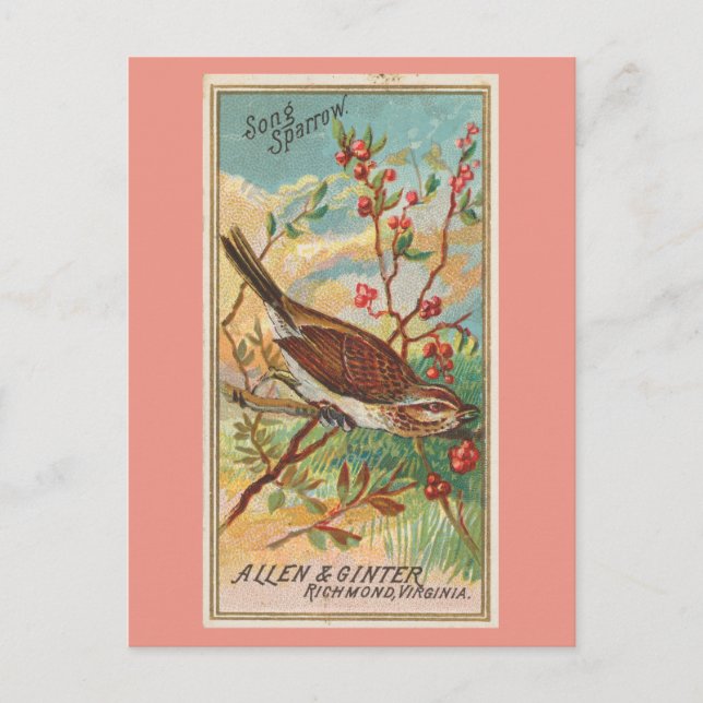 Carte Postale Song Sparrow (Devant)