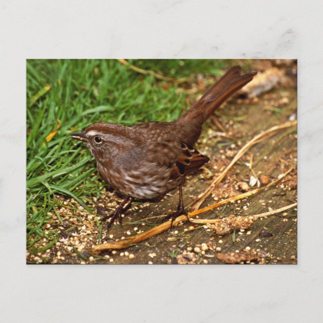 Carte Postale Song Sparrow (Devant)
